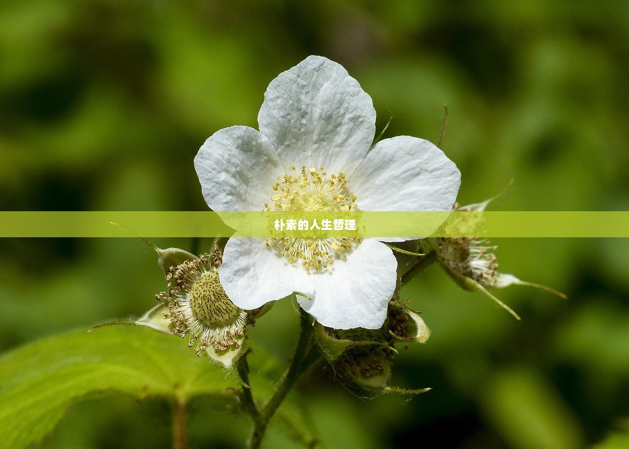 朴素的人生哲理  第1张