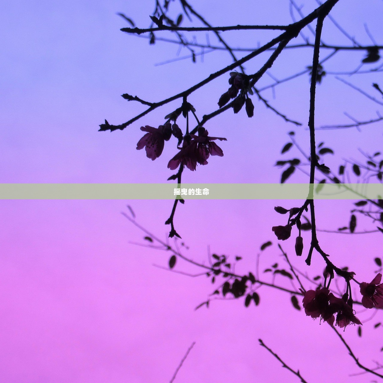 摇曳的生命 第1张 摇曳的生命 第1张