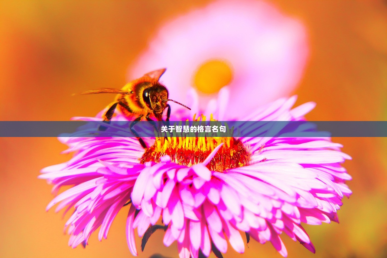 关于智慧的格言名句  第1张