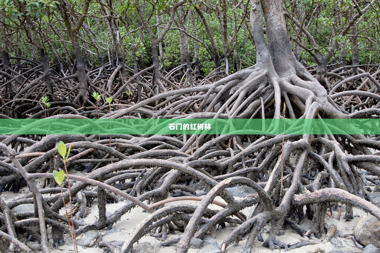 石门的红树林