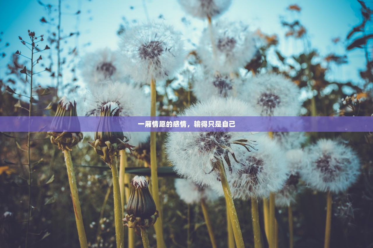 一厢情愿的感情，输得只是自己