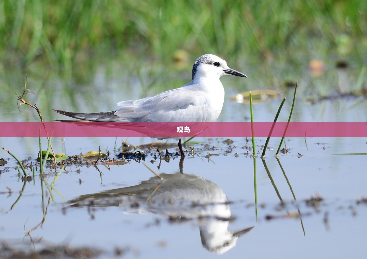 观鸟