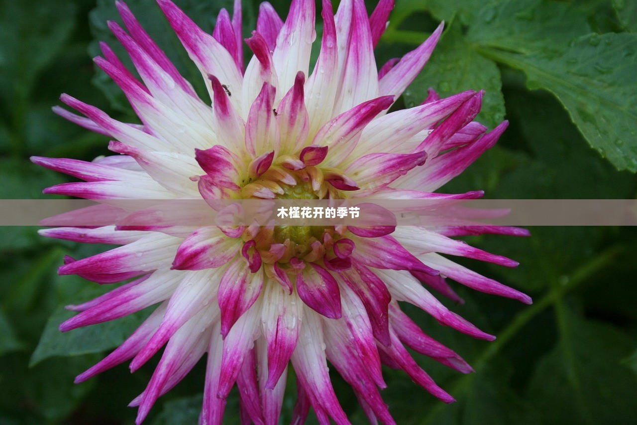 木槿花开的季节