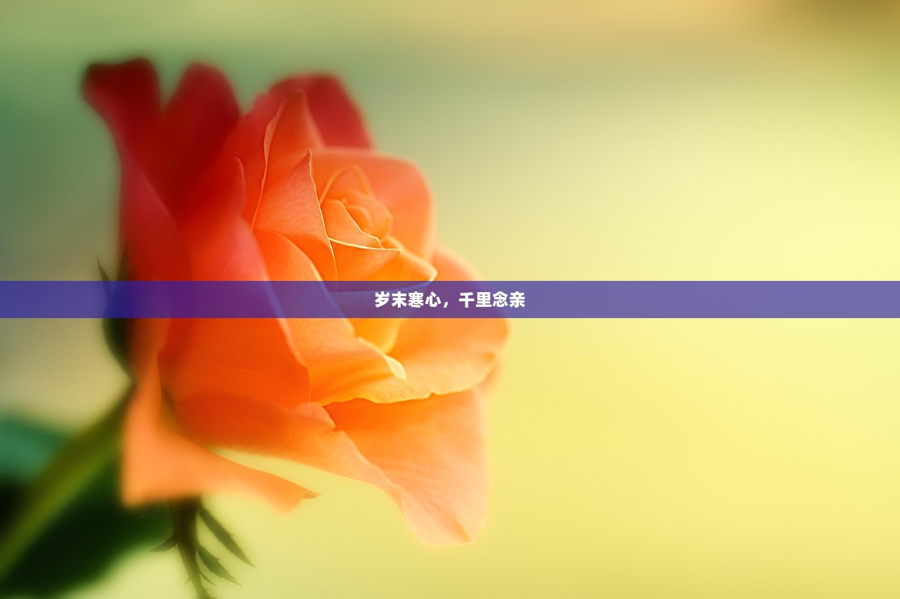 岁末寒心，千里念亲