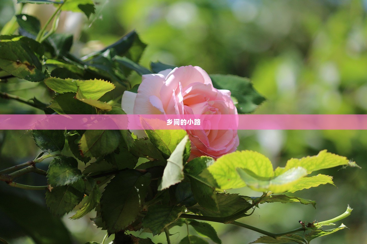 乡间的小路