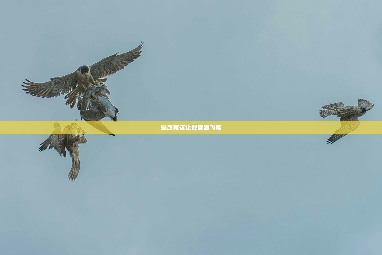 是鹰就该让他展翅飞翔