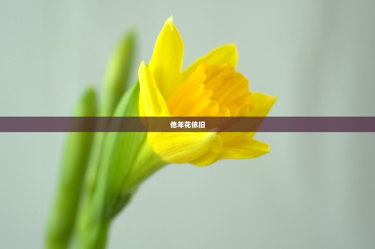 他年花依旧