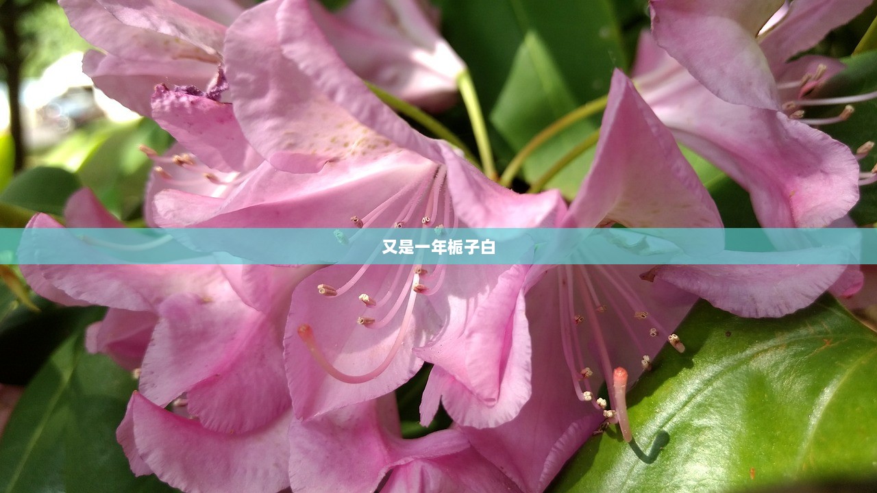 又是一年栀子白