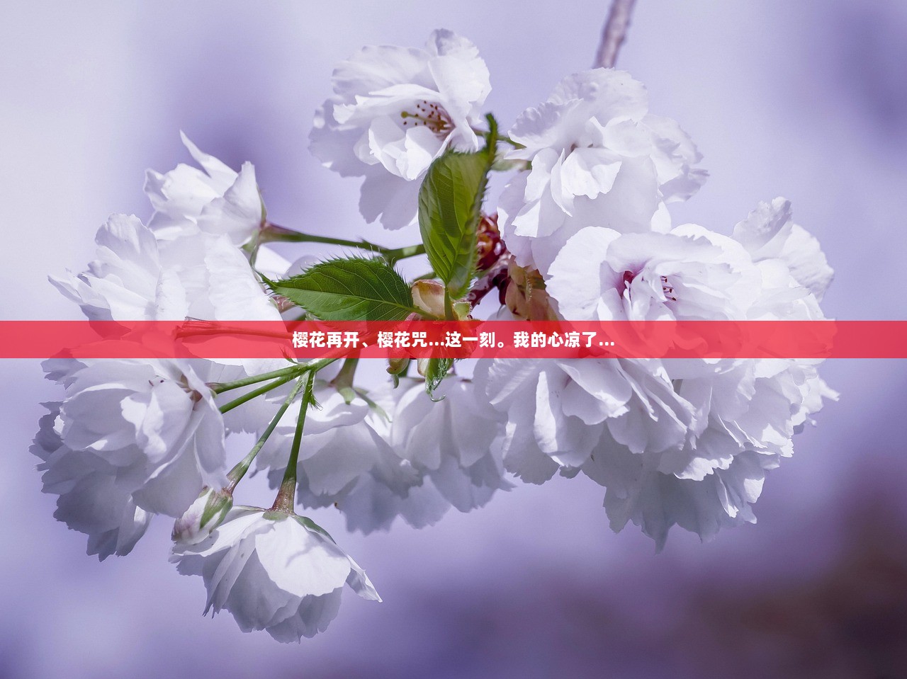 樱花再开、樱花咒…这一刻。我的心凉了…