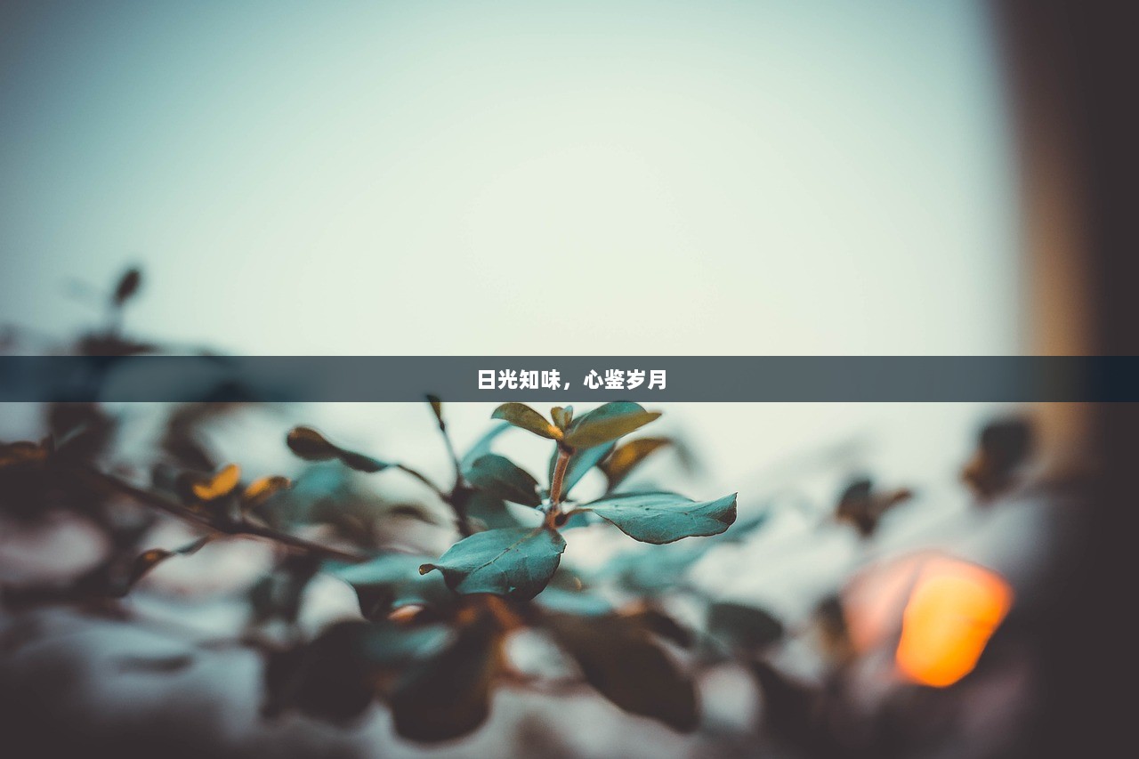 日光知味，心鉴岁月