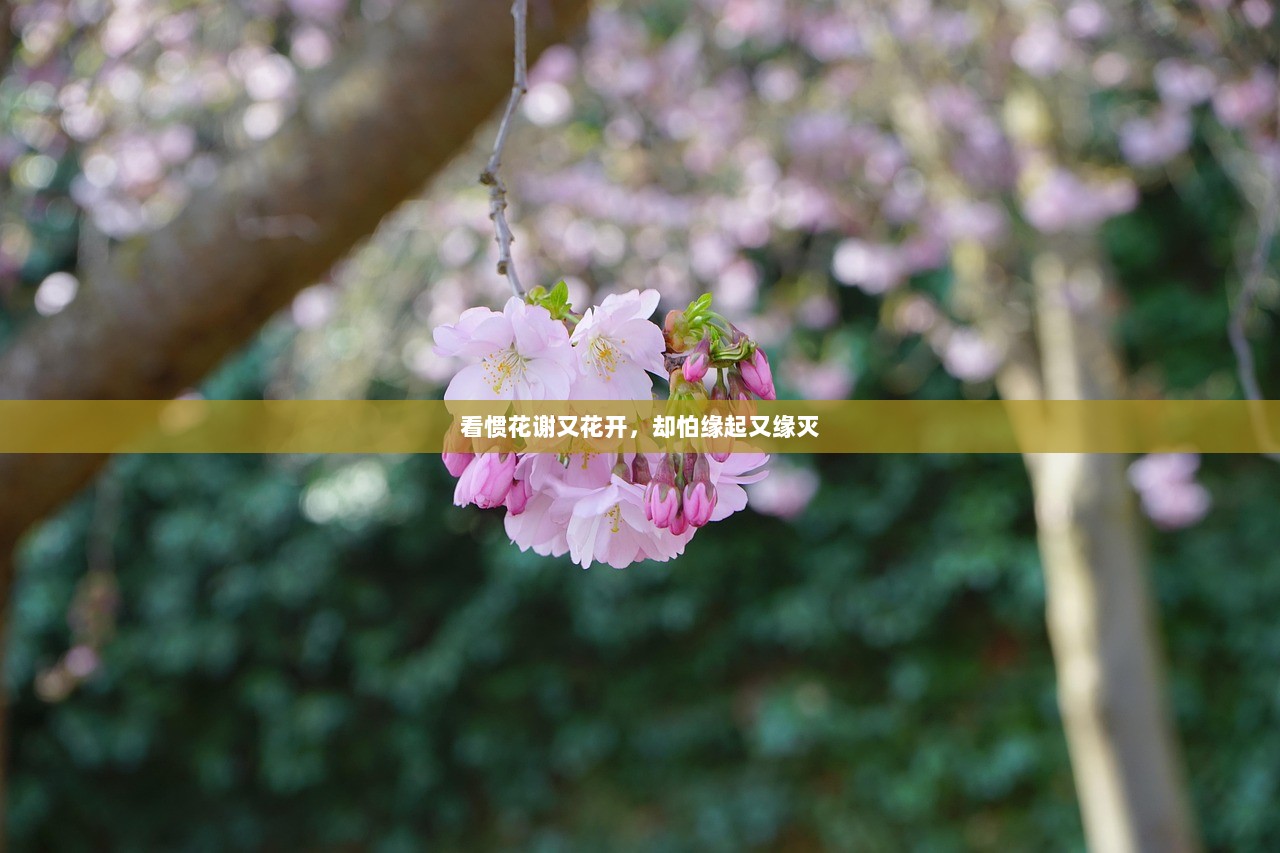 看惯花谢又花开，却怕缘起又缘灭