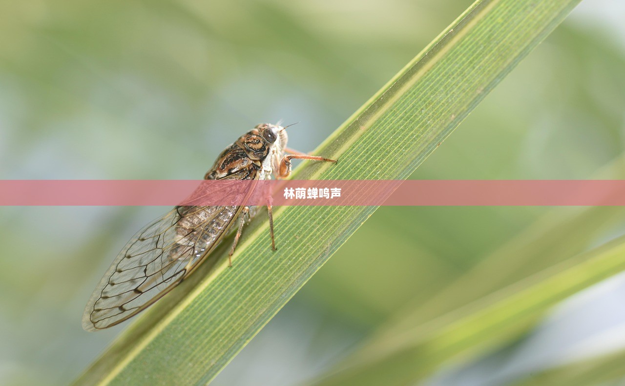 林荫蝉鸣声