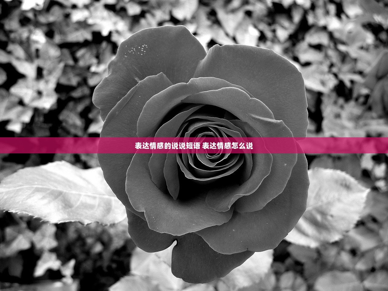 表达情感的说说短语 表达情感怎么说