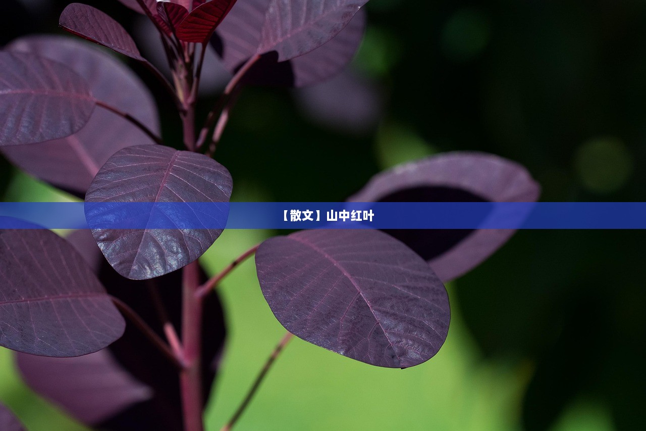 【散文】山中红叶