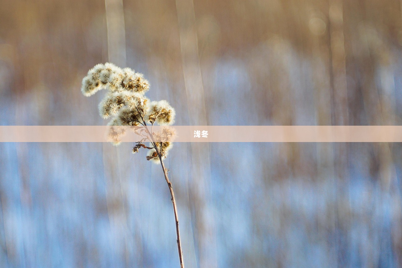 浅冬