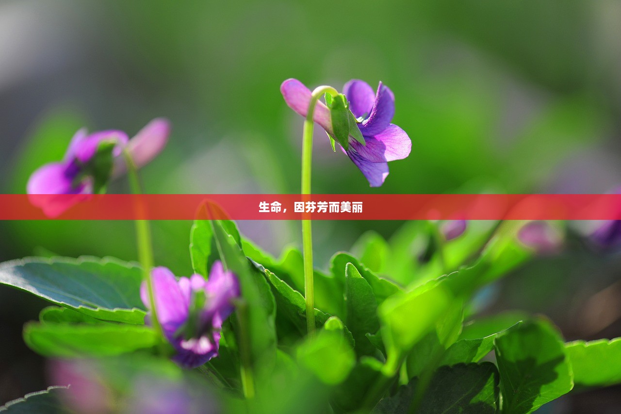 生命，因芬芳而美丽