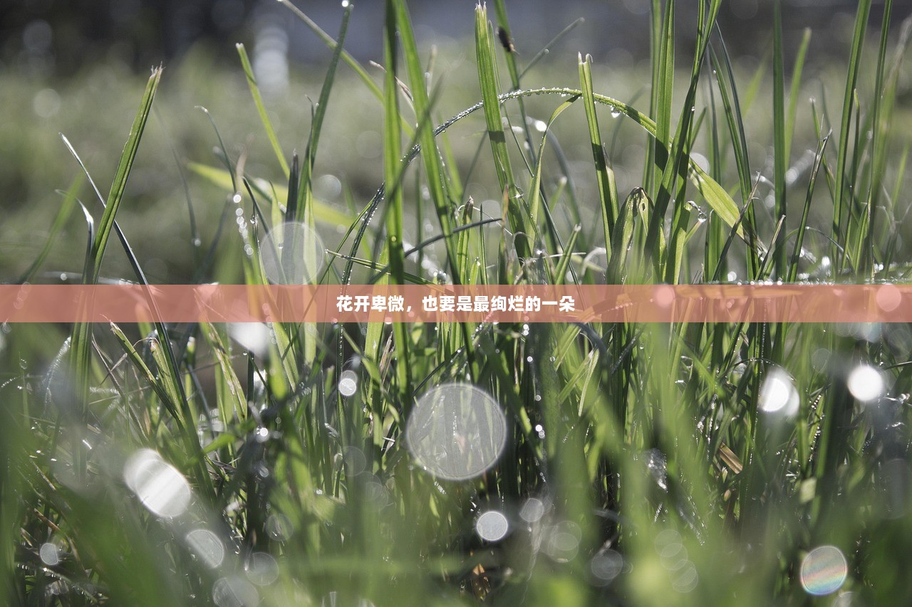 花开卑微，也要是最绚烂的一朵