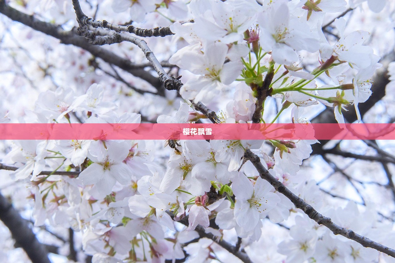 樱花飘雪