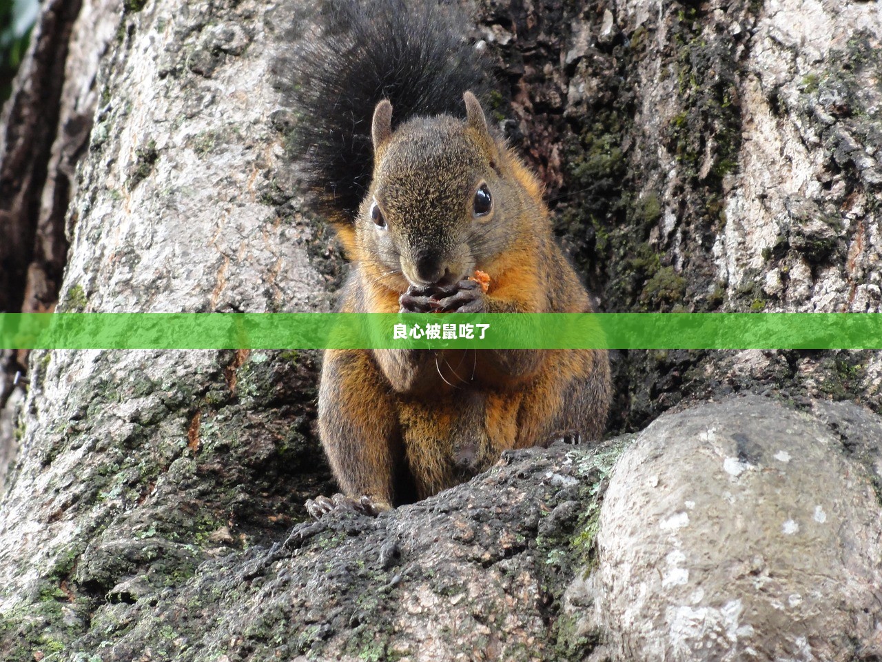 良心被鼠吃了