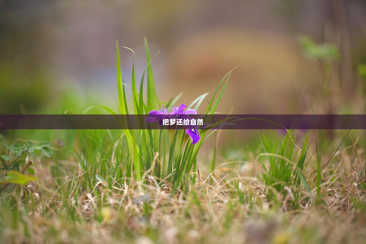 把梦还给自然