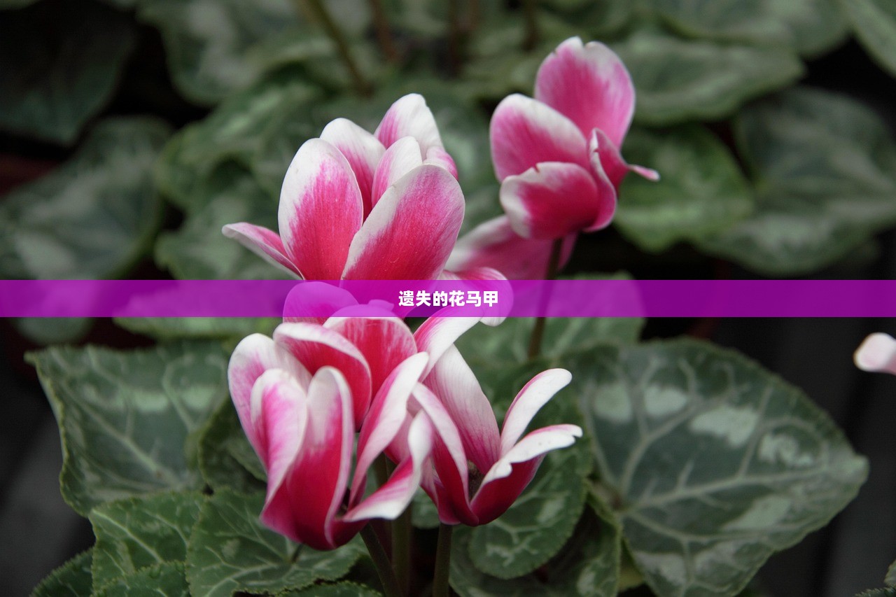 遗失的花马甲