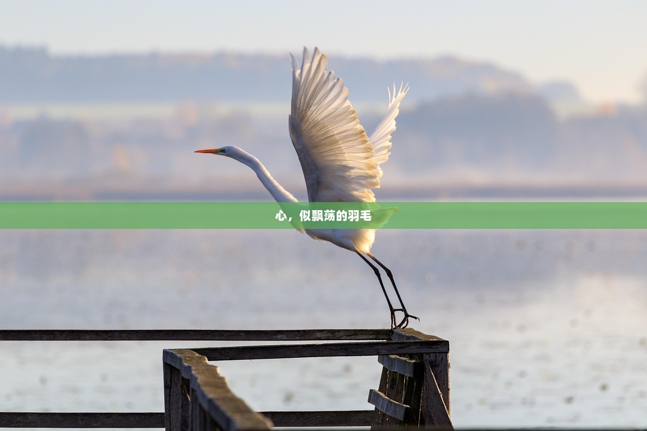 心，似飘荡的羽毛