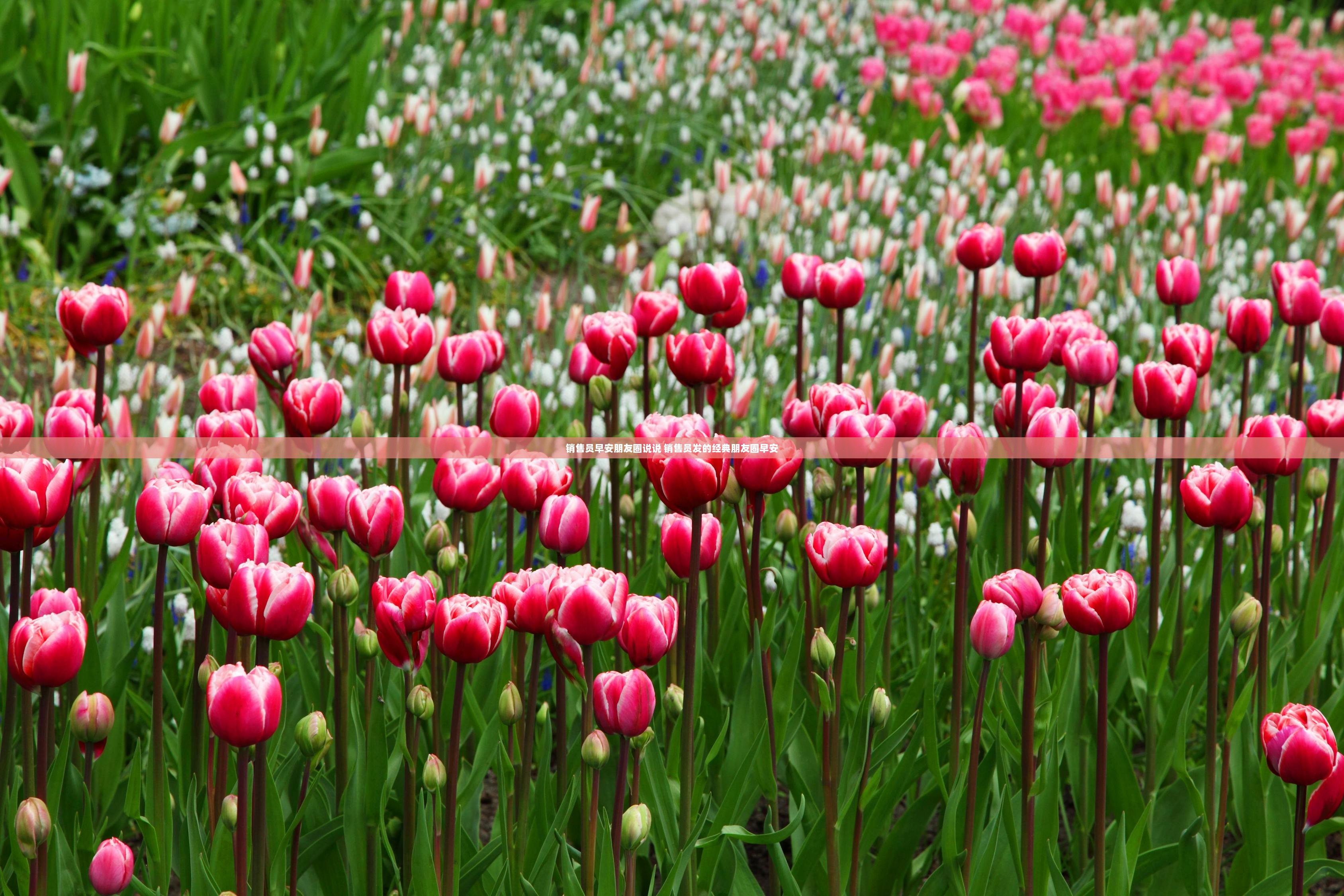 销售员早安朋友圈说说 销售员发的经典朋友圈早安