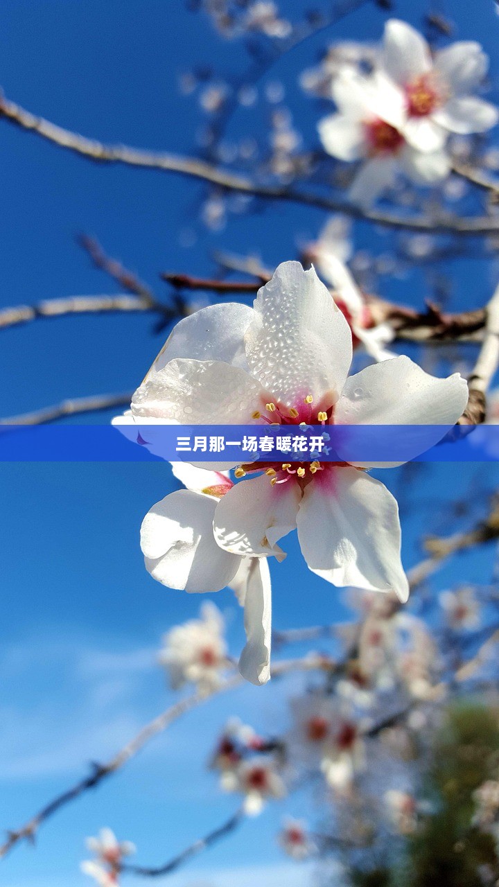 三月那一场春暖花开