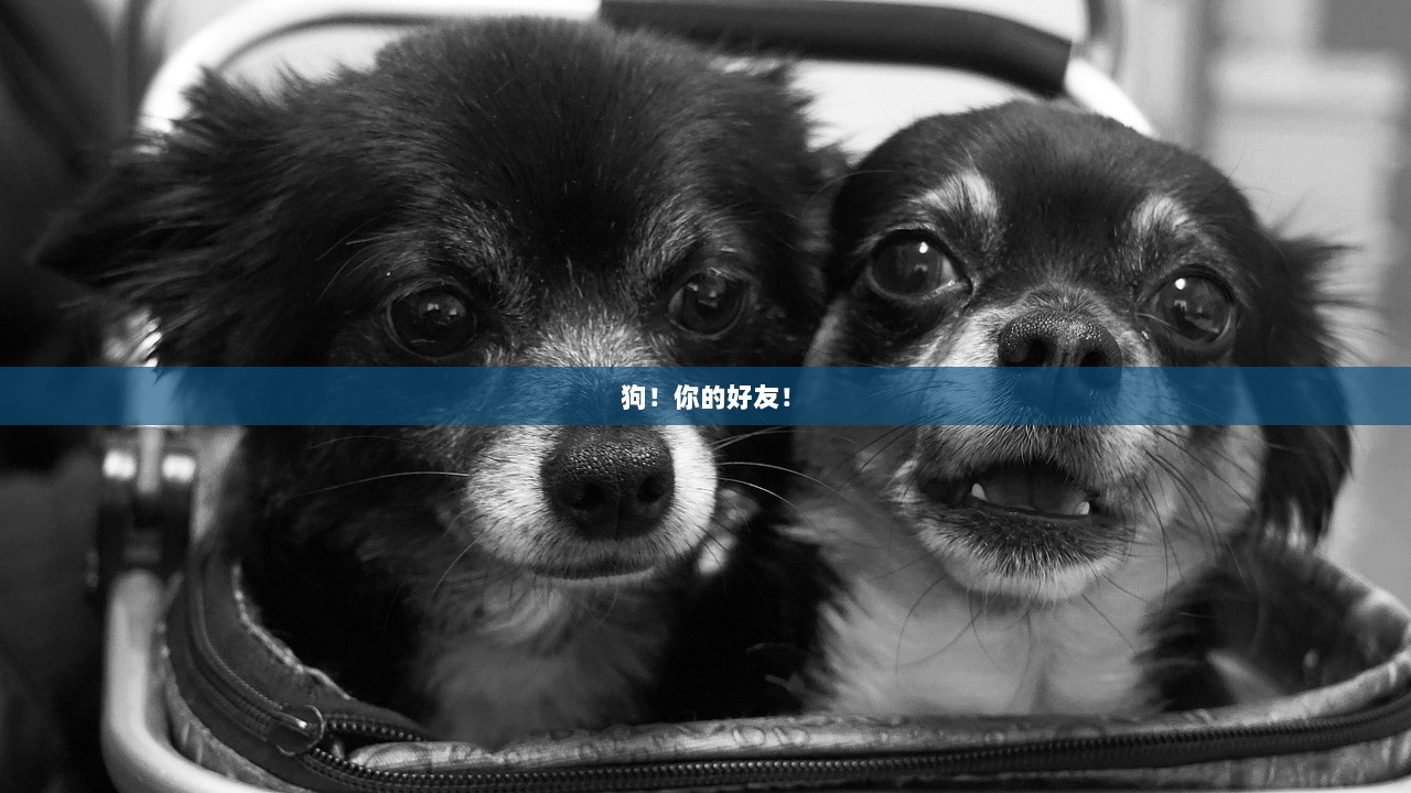 狗！你的好友！