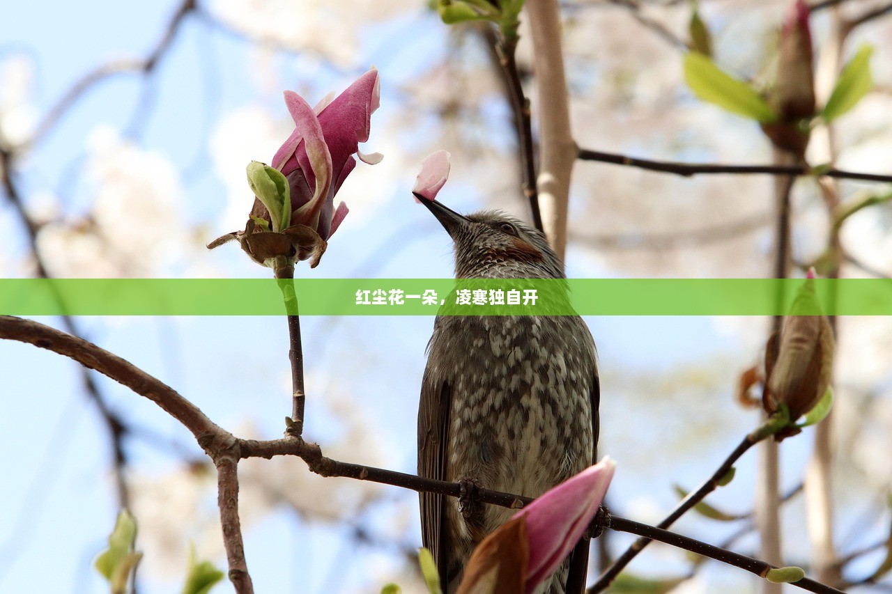 红尘花一朵，凌寒独自开