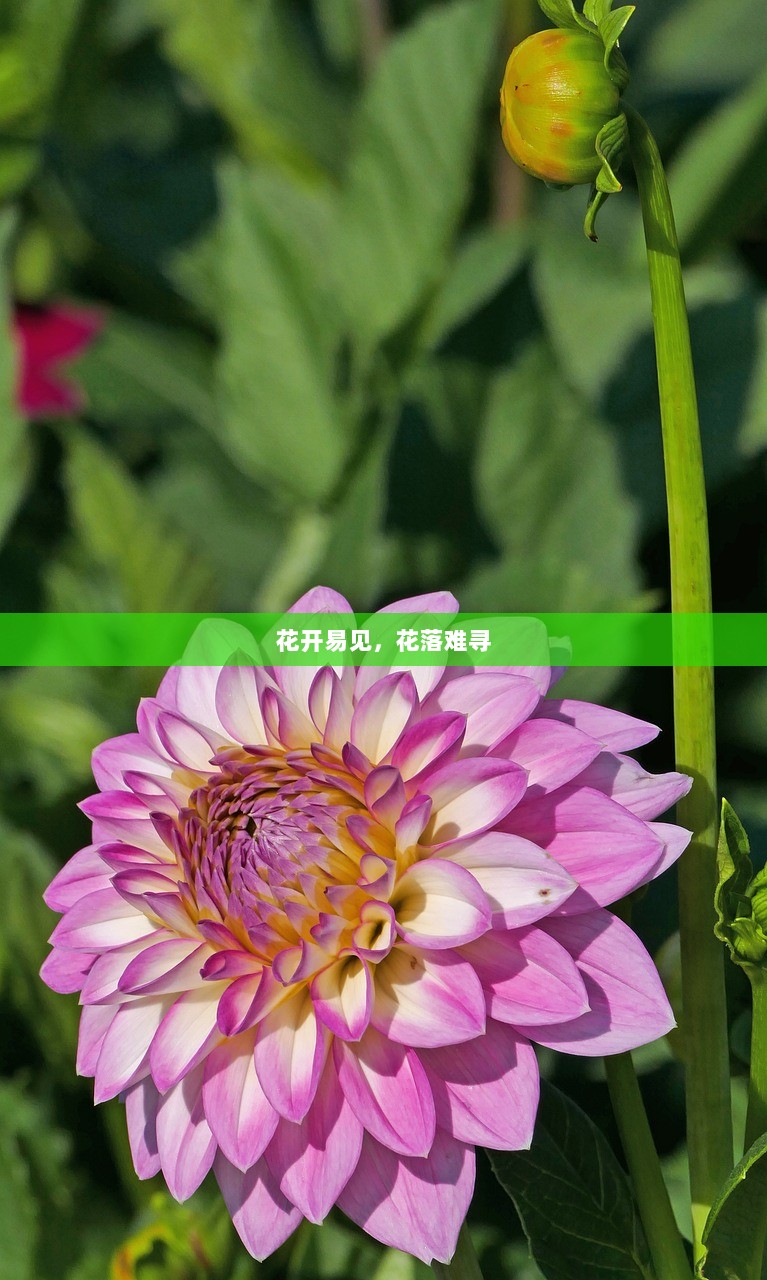 花开易见，花落难寻  第1张