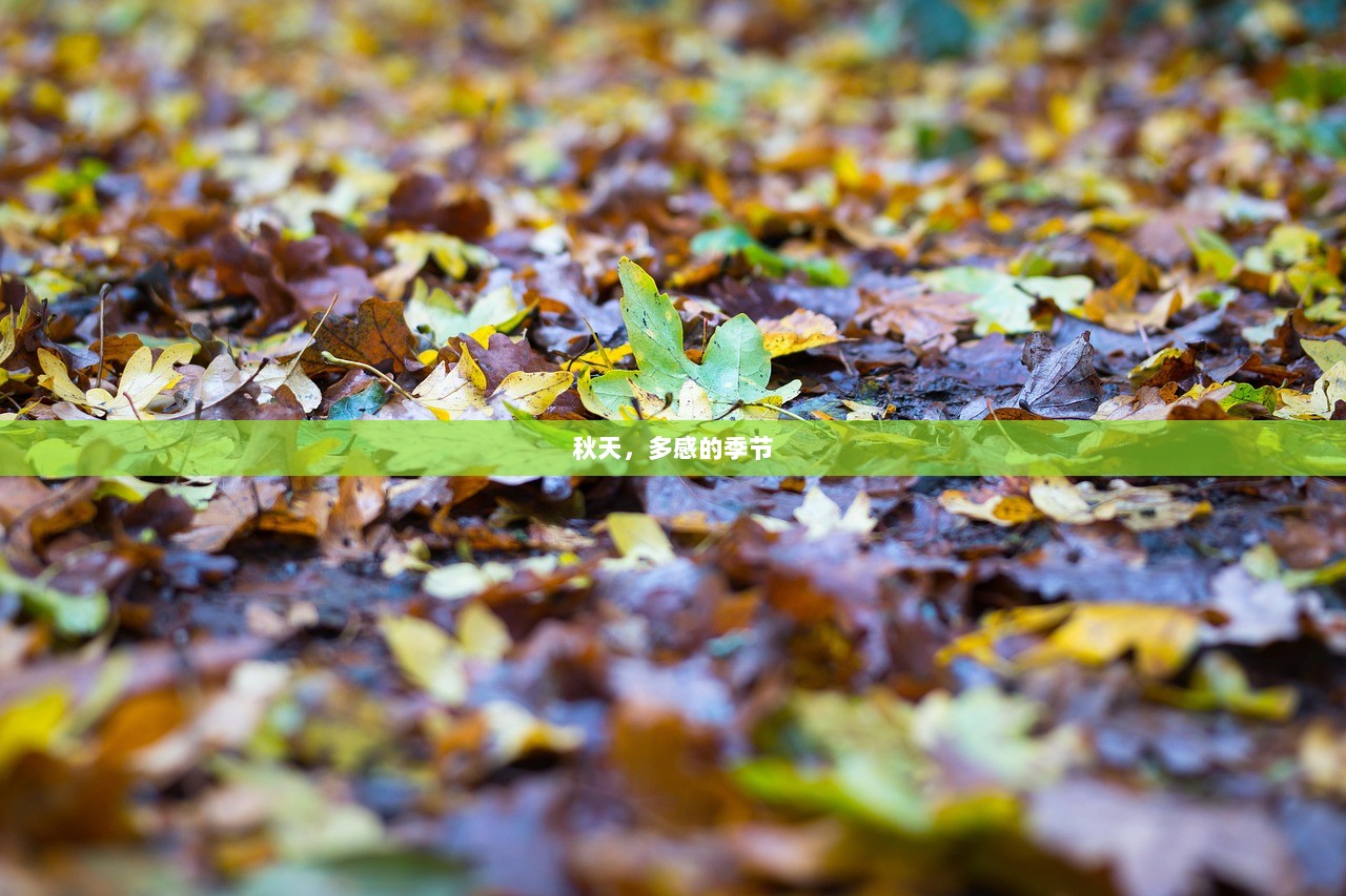 秋天，多感的季节