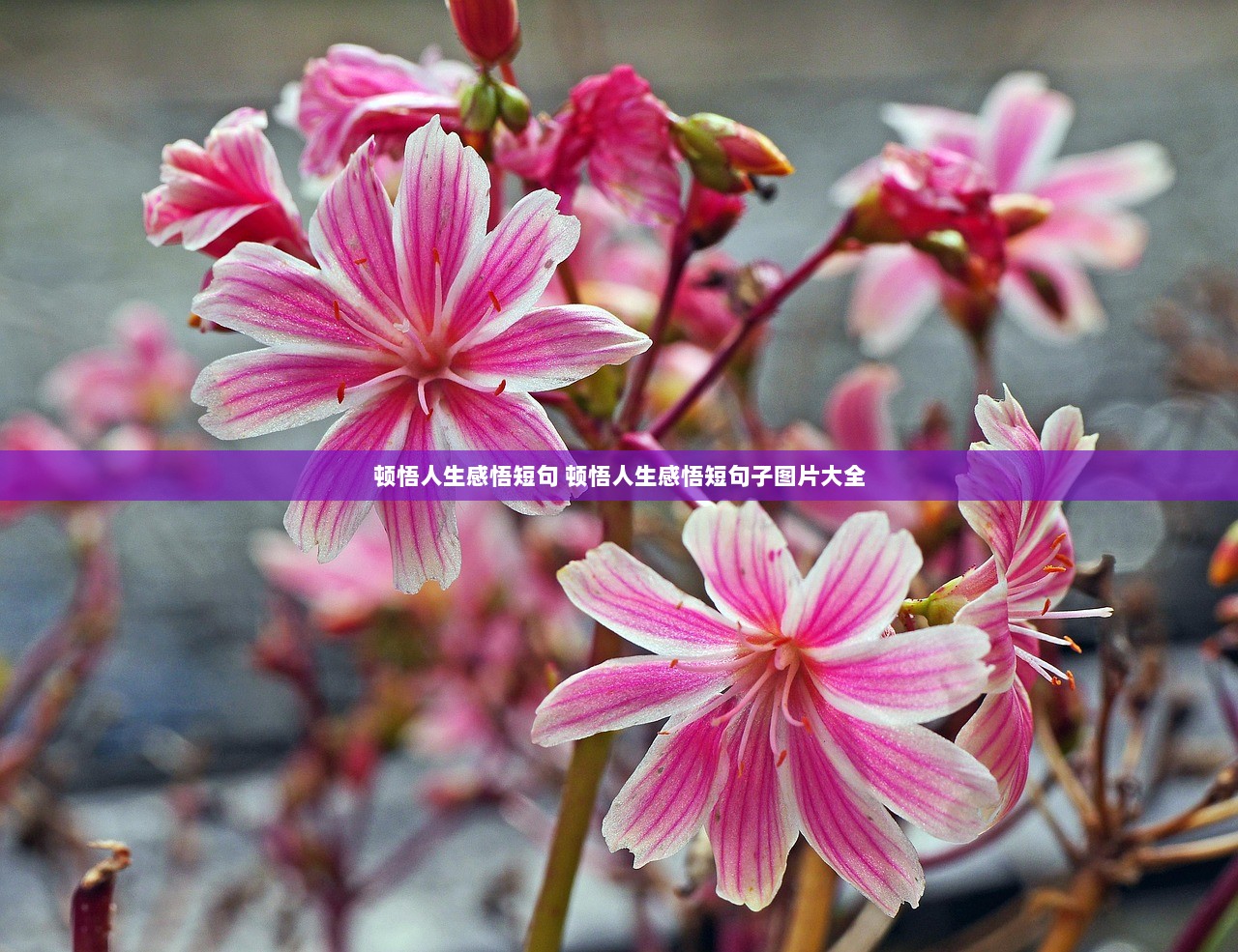 顿悟人生感悟短句 顿悟人生感悟短句子图片大全