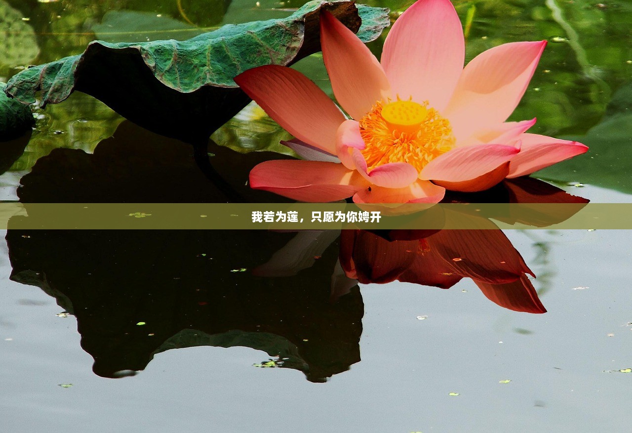 我若为莲，只愿为你娉开