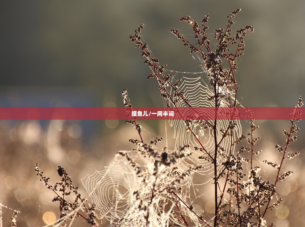 摸鱼儿/一阙半词