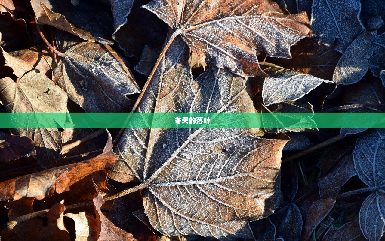 冬天的落叶