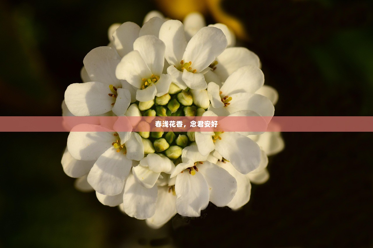 春浅花香，念君安好  第1张