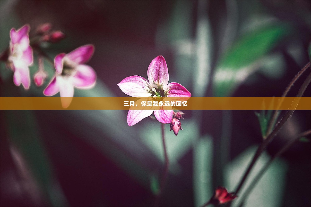 三月，你是我永远的回忆