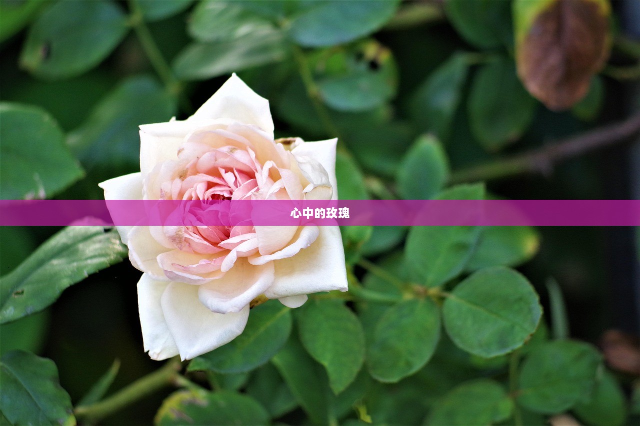 心中的玫瑰