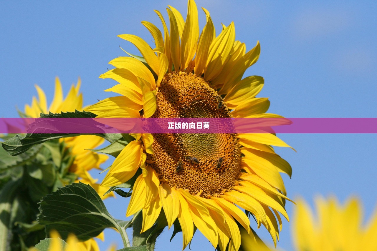 正版的向日葵