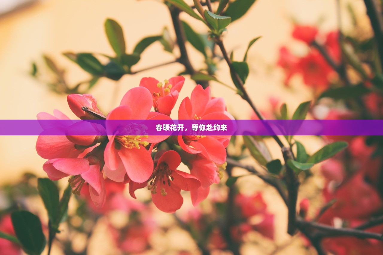 春暖花开，等你赴约来