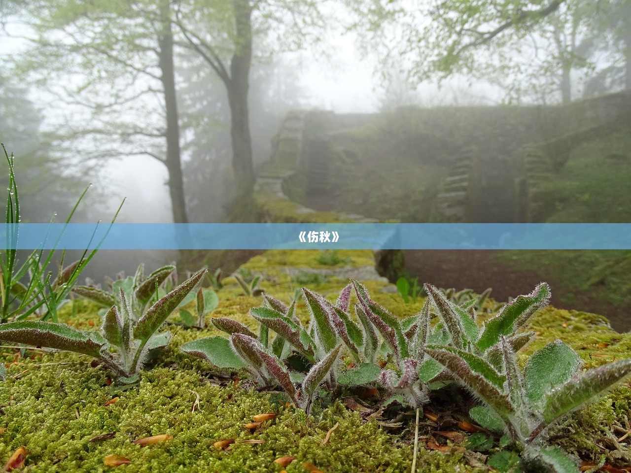 《伤秋》