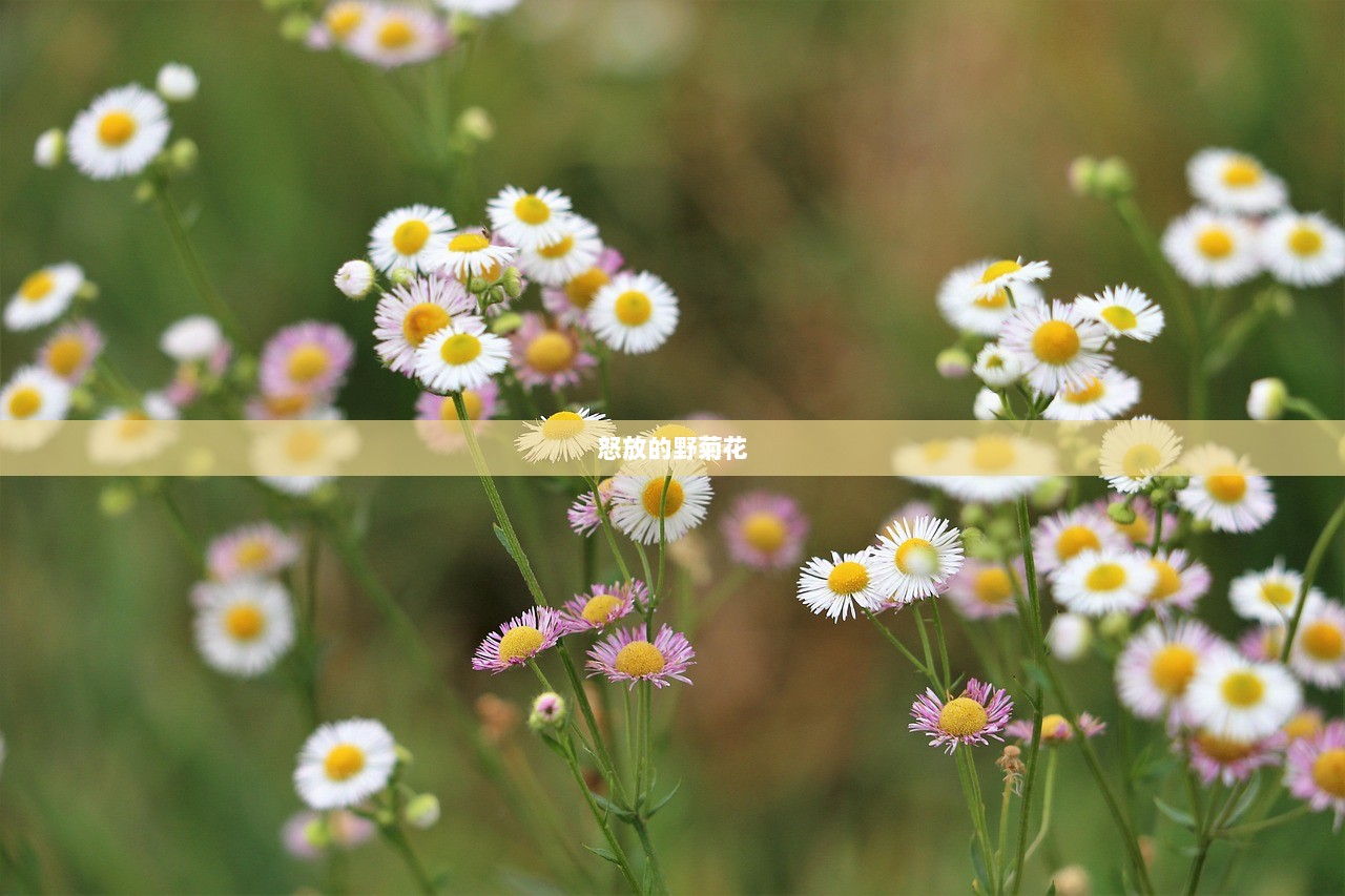 怒放的野菊花