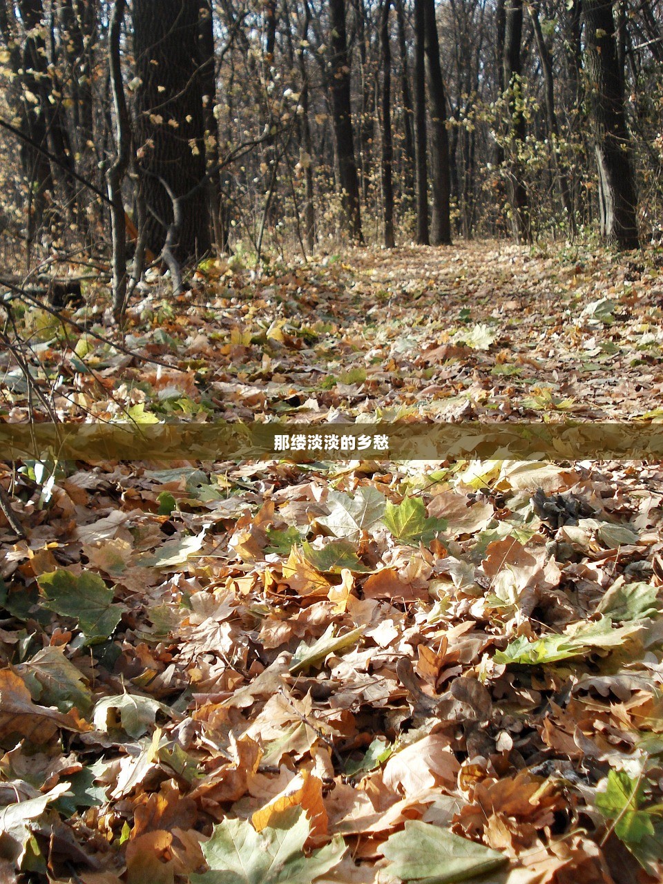 那缕淡淡的乡愁