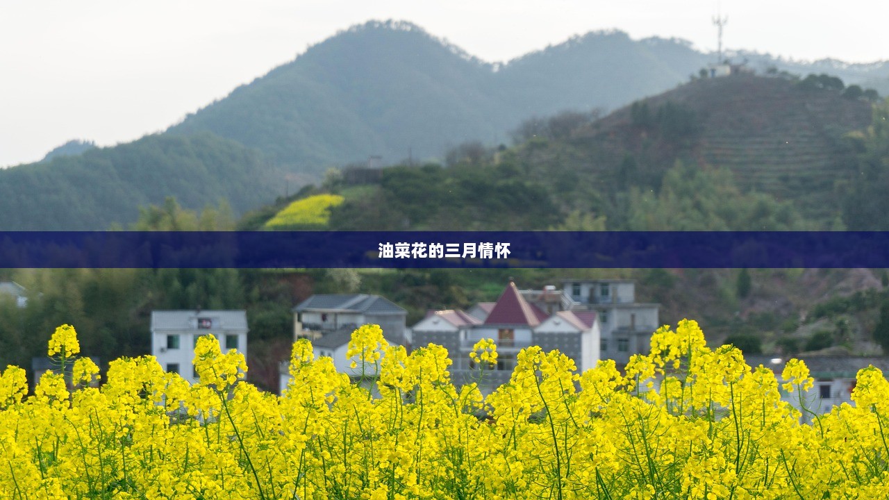 油菜花的三月情怀
