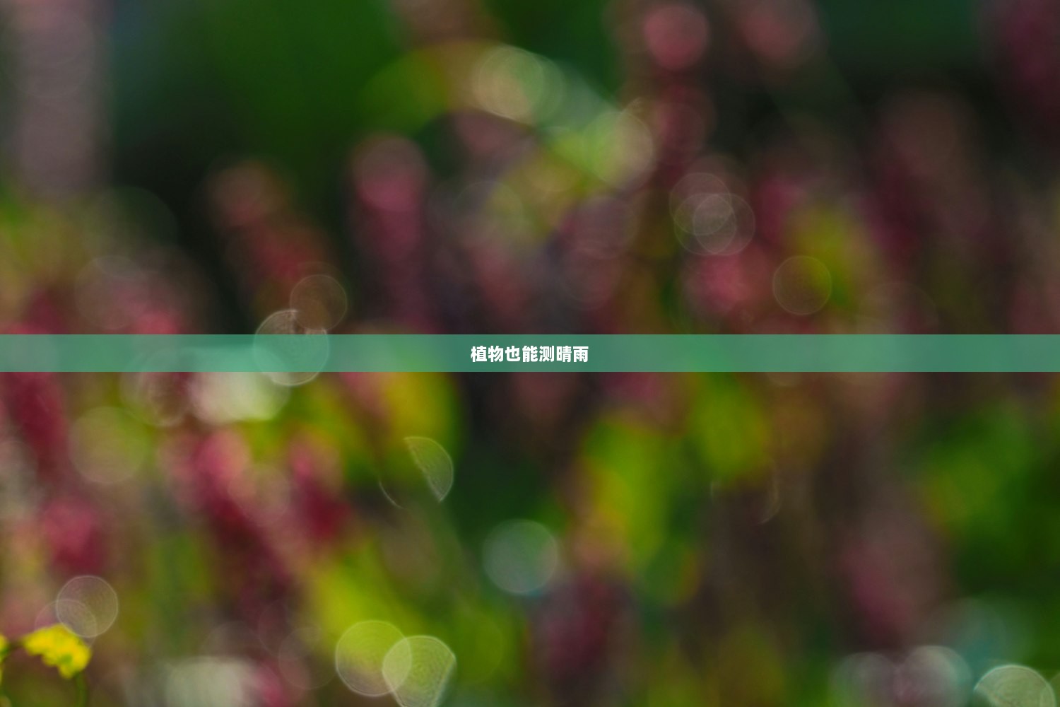 植物也能测晴雨