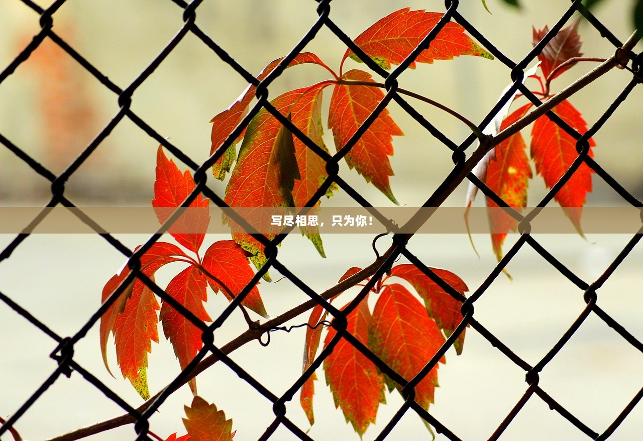 写尽相思，只为你！