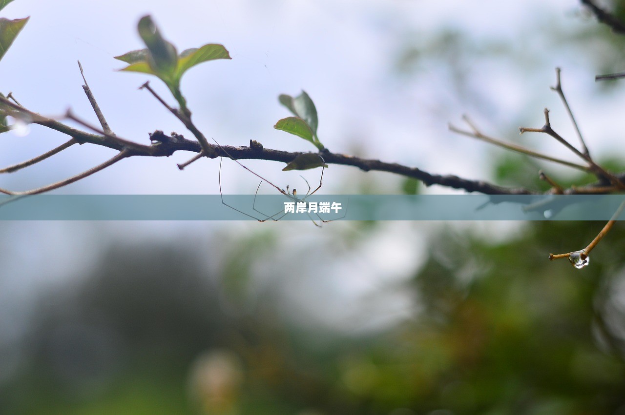 两岸月端午