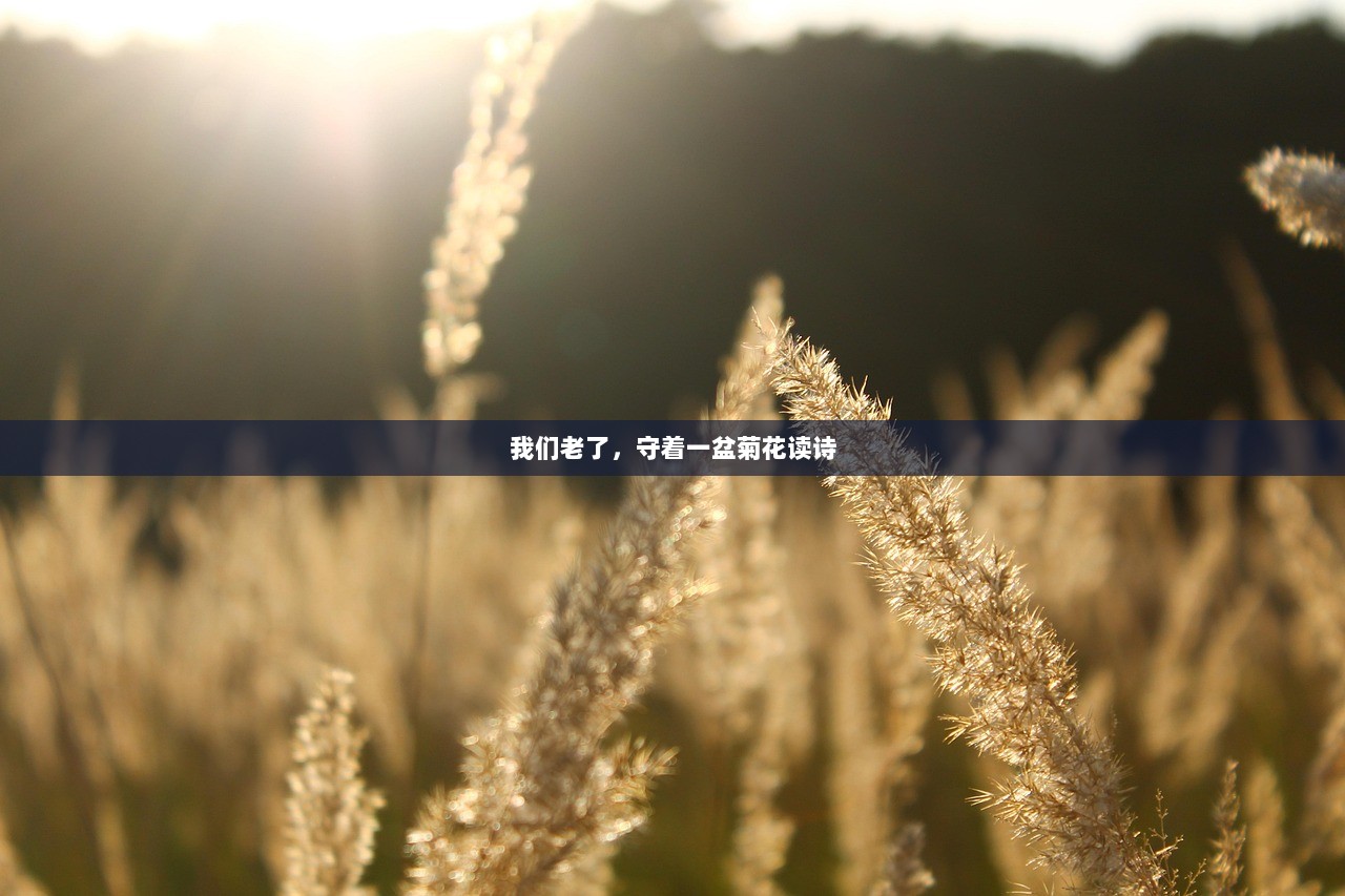 我们老了，守着一盆菊花读诗
