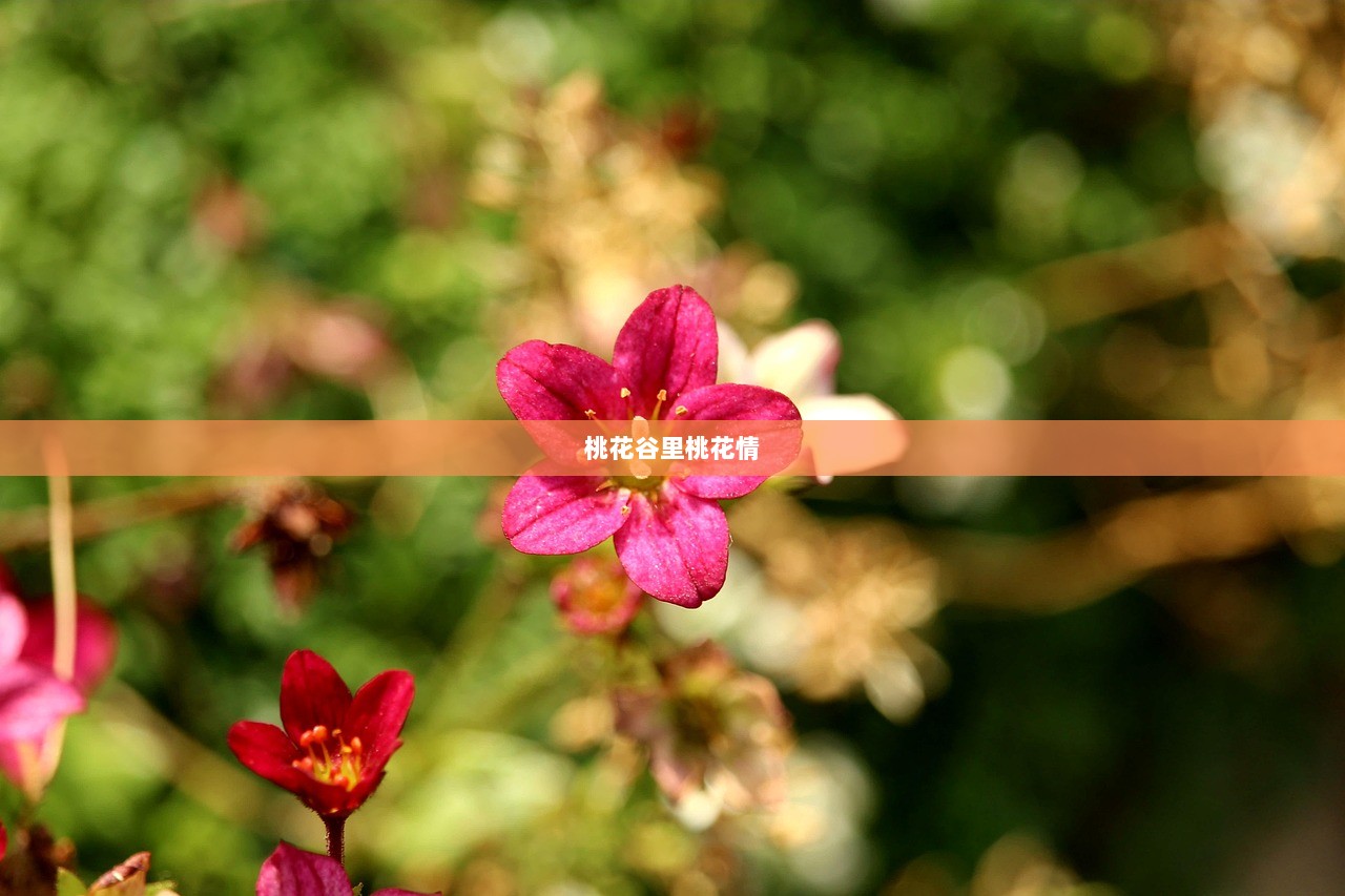 桃花谷里桃花情